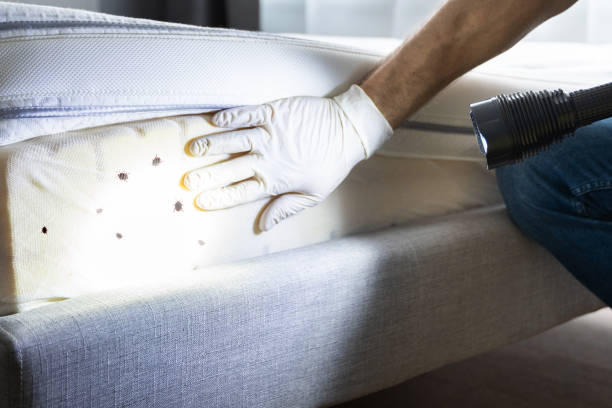 Best Affordable Pest Control Services  in Jamestown, OH
