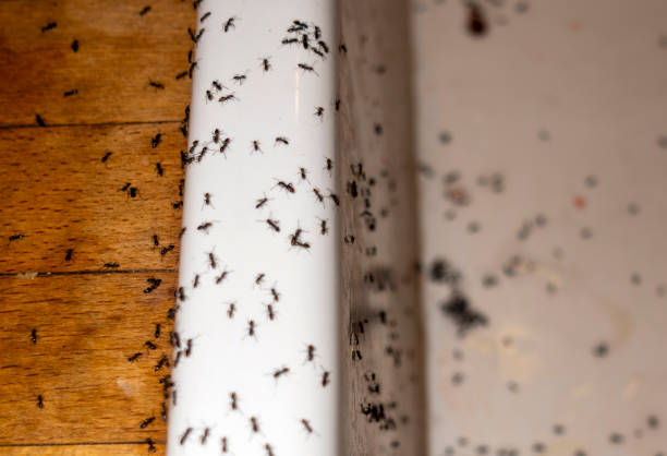 Best Rat Extermination Near Me  in Jamestown, OH